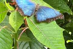 Health and Wellness Committee Adventure Club Goes to Butterfly World 8.19.23