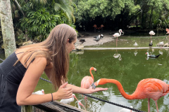 Health-and-Wellness-Committees-Adventure-Club-Goes-to-Flamingo-Gardens-9.23-11