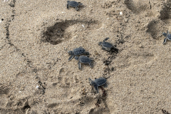 YLS-Beach-Clean-Up-9.19-6