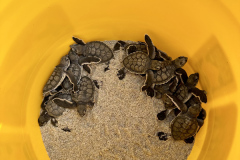 YLS-Beach-Clean-Up-9.9-3