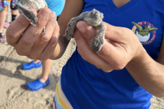 YLS-Beach-Cleanup-9.13-11