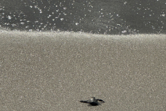 YLS-Beach-Cleanup-9.13-12